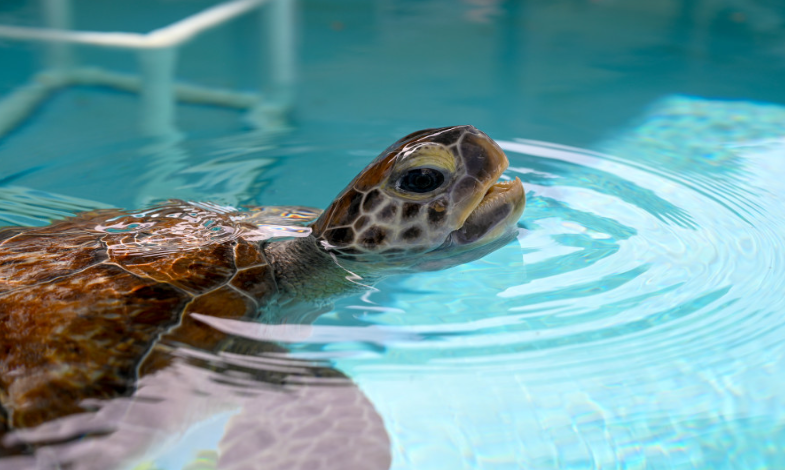 Loggerhead Marinelife Center
